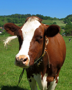 artgerechte Tierhaltung