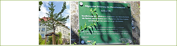 Baum 14 für die Menschenrechte - Eurythmieschule Nürnberg