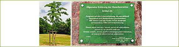 Baum Nr. 28 - Bürger- und Geschichtsverein Mögeldorf e.V. und Loni-Übler-Haus