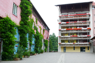 Fassadenbegrünung