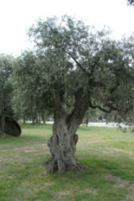 Olivenbaum