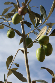 Olivenast