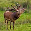 Hirsch