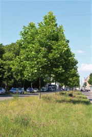 Platanen-Bäume als Straßenbegleitgrün mit einem Magerrasen