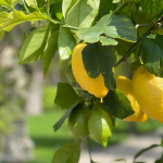 Hesperidengärten Zitronenbäumchen
