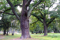 Alte Eichen