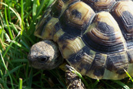 Griechische Landschildkröte