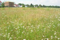 Sandgrasnelke