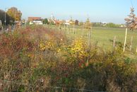 Wildgehölzhecke