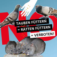 Wer Tauben füttert, füttert Ratten mit. Deshalb ist Füttern in Nürnberg verboten