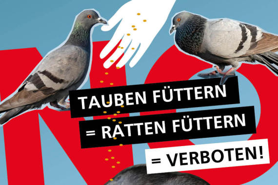 Wer Tauben füttert, füttert Ratten mit. Deshalb ist Füttern in Nürnberg verboten
