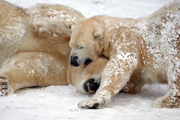 Zwei Eisbären im verschneiten Tiergarten Nürnberg.