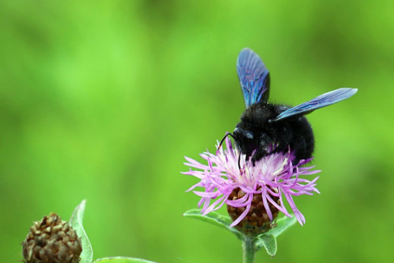 Blauschwarze Holzbiene auf einer Flockenblume.