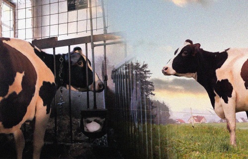 Tierschutz-Unterricht
