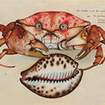 Michael Mathias Prechtl: Die Krabbe mit den schönen Augen, 1970/71.