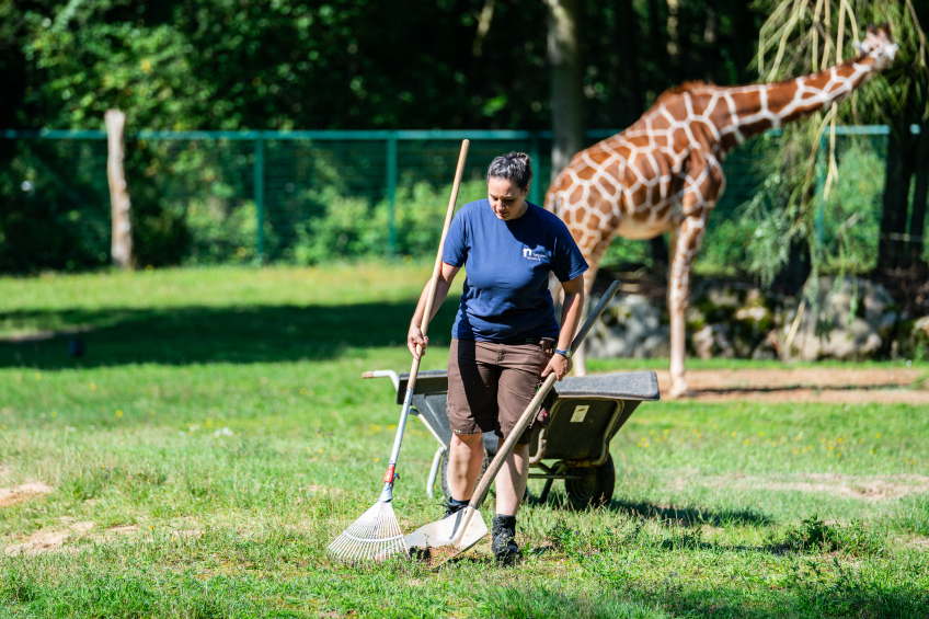 Tiergarten --- Foto: Tiergarten Nürnberg / Tom Burger --- Tierpflegerin im Giraffengehege