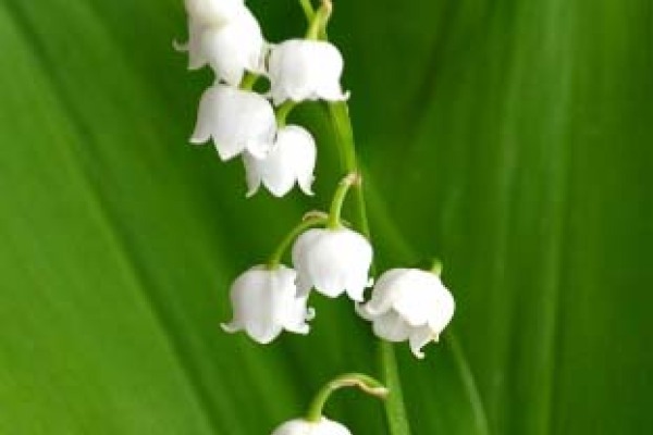 Maiglöckchen mit Blatt