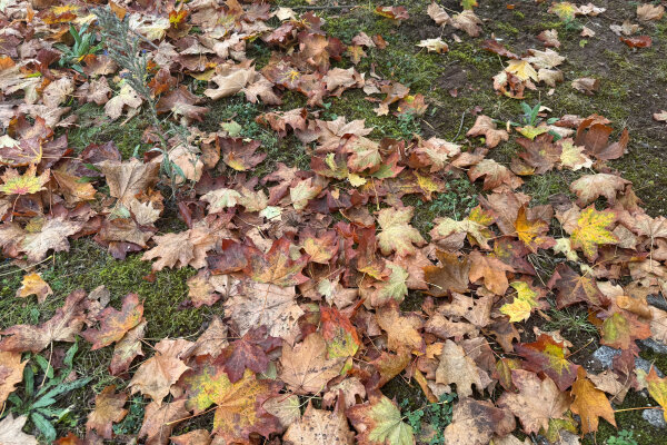 Nasses Herbstlaub auf der Wiese