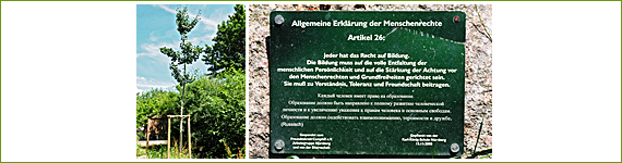 Baum Nr. 34 - Karl-König-Schule Nürnberg