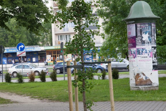 Baum für die Menschenrechte in Krakau