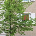 Bäume in der Kunst: Beiges Haus