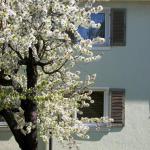 Bäume in der Kunst: Weißes Haus Kirschblüte