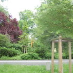 Japanischer Zierapfel und Magnolie im Stadtpark
