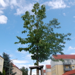 Baum in der Mommsenstraße