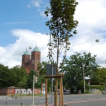 Spitzahorn in der Schoenweißstraße