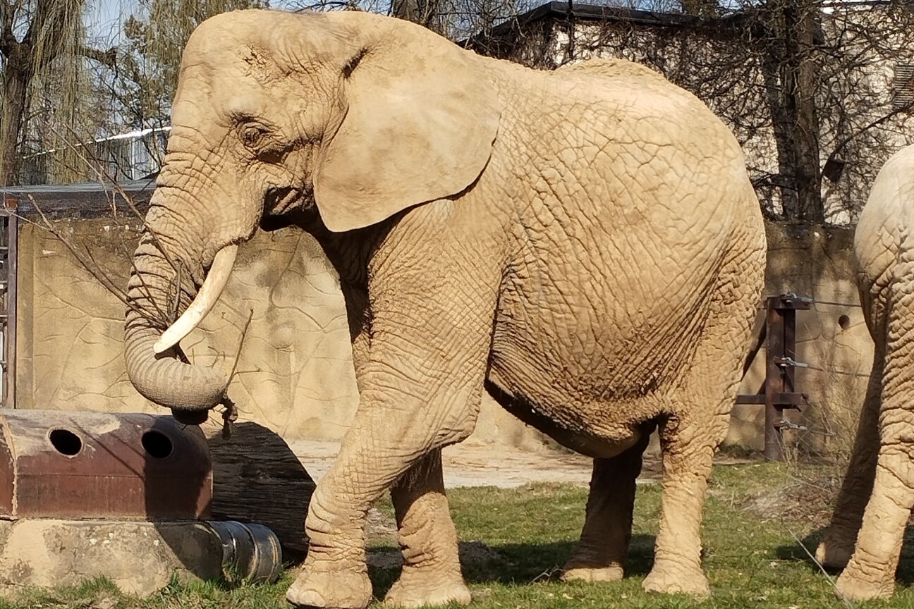 Praktikum Zoo Prag 2026