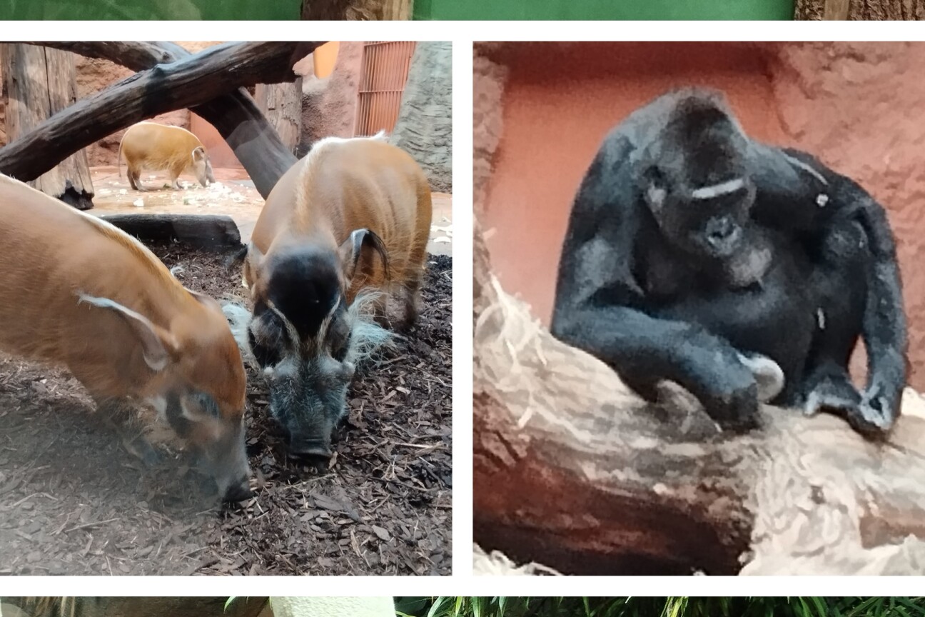 Praktikum Zoo Prag 2026