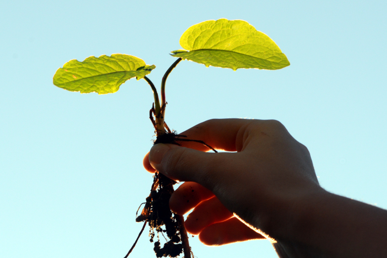 Agrarwirtschaft, Bio und Umwelttechnologie (ABU) Berufliche