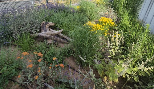 1 Floristen Blühstreifen