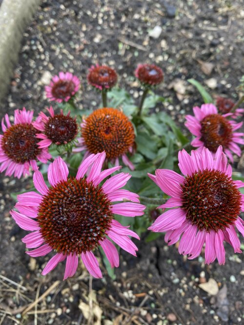 Rudbeckia Gross 2026
