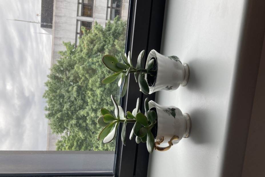 Bild © Berufliche Schule 5 11 Umweltschulenprojekt BIK 24/25, Bild © Berufliche Schule 5