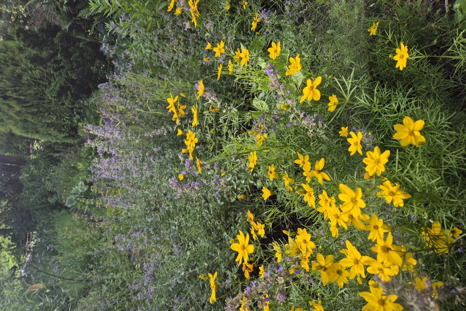 2 Floristen Blühstreifen, Bild © Berufliche Schule 5