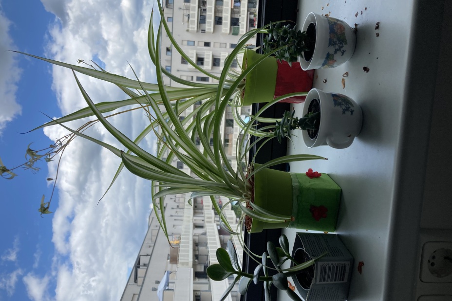 Bild © Berufliche Schule 5 12 Umweltschulenprojekt BIK 24/25, Bild © Berufliche Schule 5