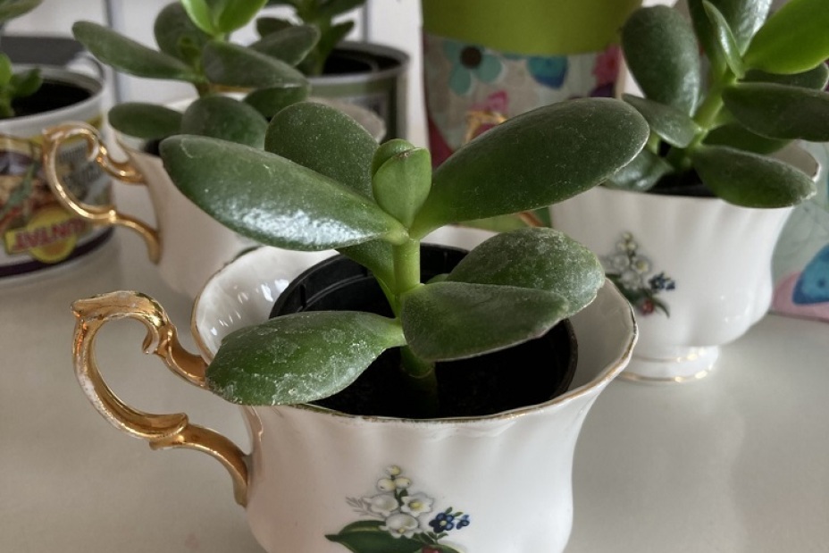 Bild © Berufliche Schule 5 6 Umweltschulenprojekt BIK 24/25, Bild © Berufliche Schule 5