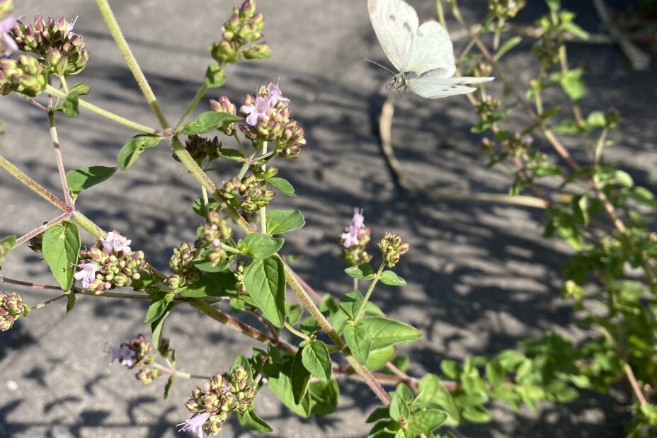 4 Kräuter mit Schmetterling 2026, Bild © Berufliche Schule 5