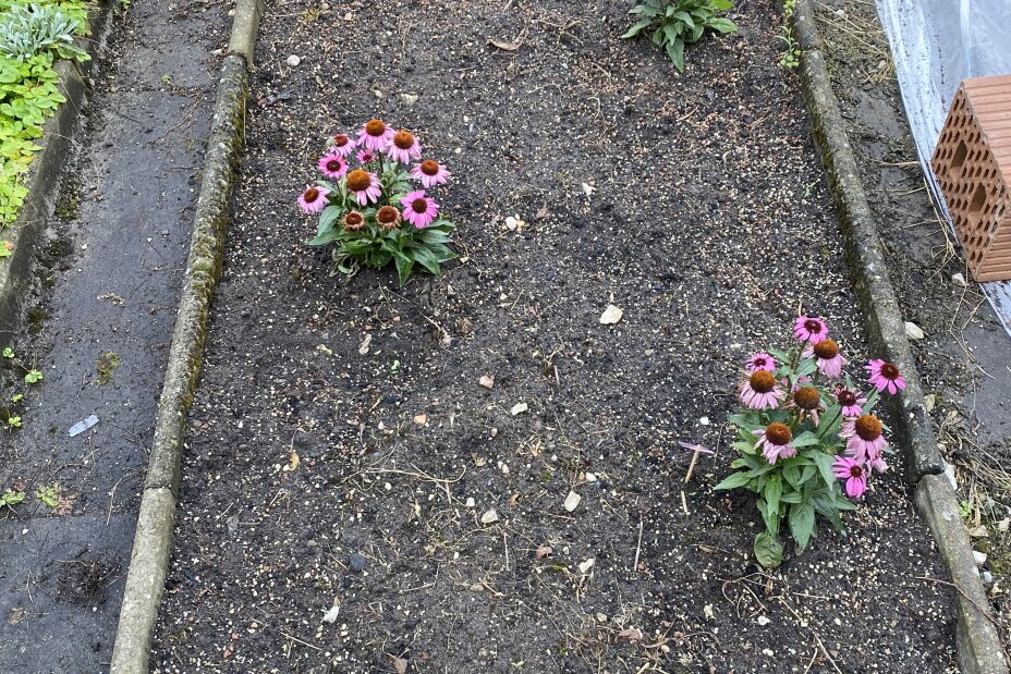 3 Staudenbeet 2026, Bild © Berufliche Schule 5