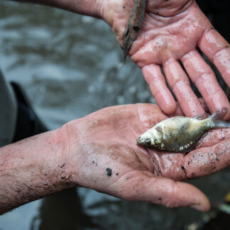 Dank des heißen Sommers haben sich die Karpfen prächtig vermeh