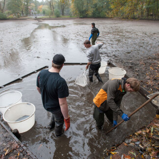 Immer mehr Karpfenrücken ragen aus dem flachen Wasser.