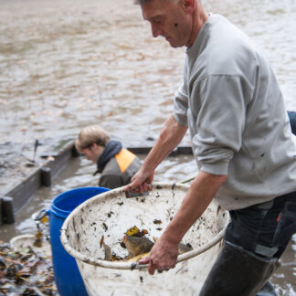 Die Fische landen in Bottichen, werden den Weiherdamm hoch zu ei