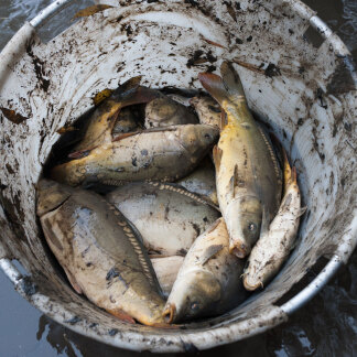 Karpfen sind robuste Gesellen. Ein paar Minuten in einem Bottich