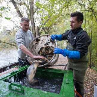 Insgesamt 168 Karpfen landen im Tank. 