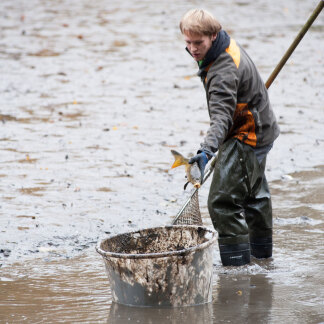 Ein letzter Karpfen.