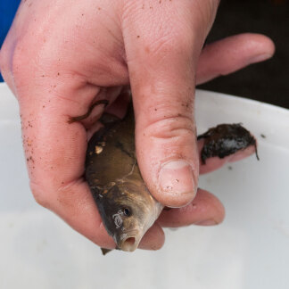 Ist er nicht putzig, der kleine Karpfen?