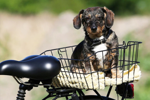 Haustiere im Bürgeramt © vectorstock.com/ PCH/ weit