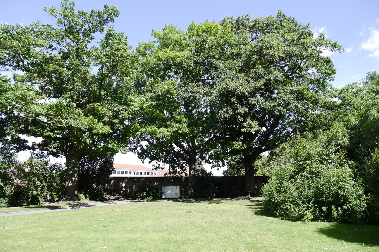 Wiese auf der Kaiserburg