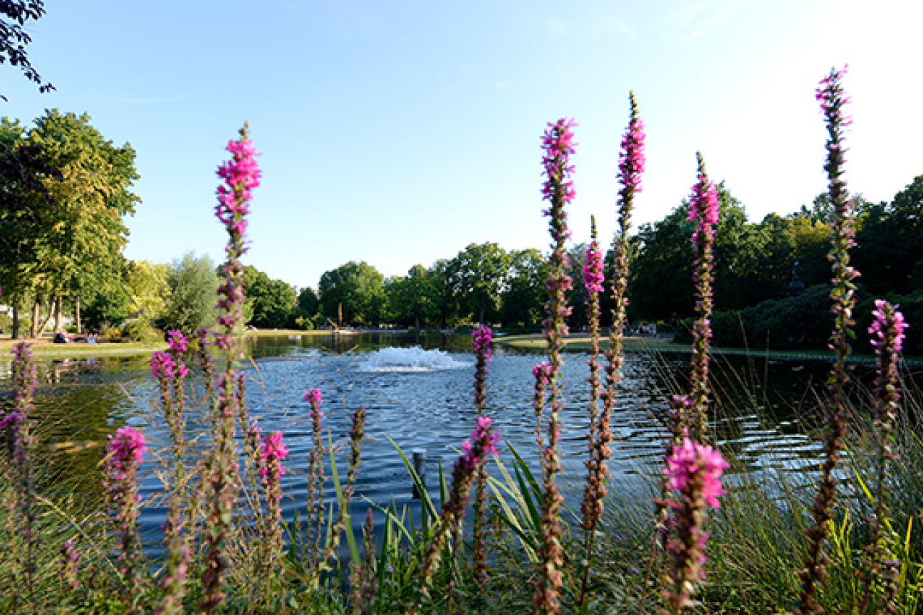 Bild © ©Anestis Aslanidis Planzen im Nürnberger Norden, Bild © ©Anestis Aslanidis